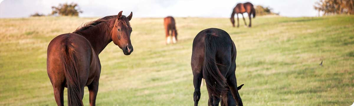 Renforcer l'immunité des chevaux avant des périodes à risques