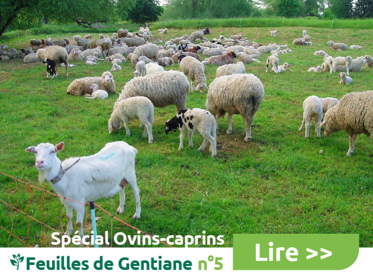 Mise à l'herbe: Gestion durable du risque parasitaire chez les ovins-caprins 